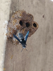 Xenorhynchium nitidulum