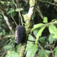 Galiella spongiosa