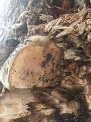 Spongipellis spumeus