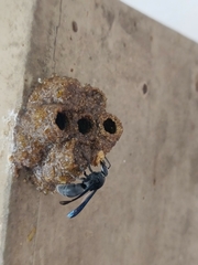 Xenorhynchium nitidulum