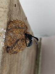 Xenorhynchium nitidulum