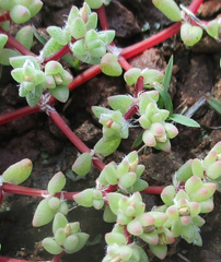 Portulaca hereroensis image