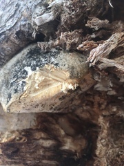 Spongipellis spumeus