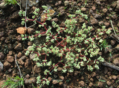 Portulaca hereroensis image