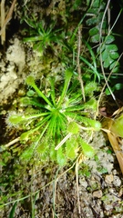 Drosera oblanceolata