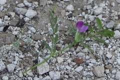 Vicia sativa