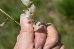 Dierama argyreum