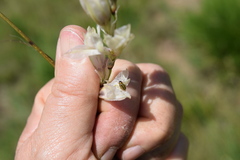 Dierama argyreum