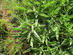 Cyphostemma hereroense