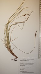 Carex lucorum