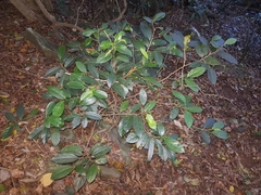 Alangium villosum