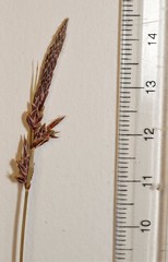 Carex lucorum
