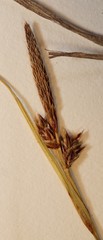 Carex lucorum