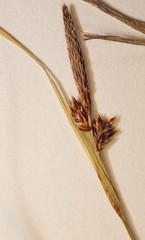 Carex lucorum
