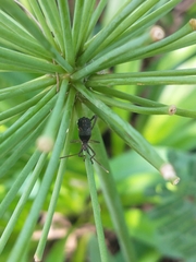 Leptoglossus