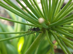 Leptoglossus