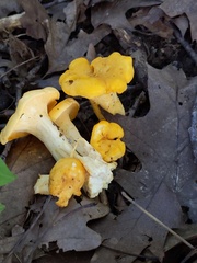Cantharellus phasmatis