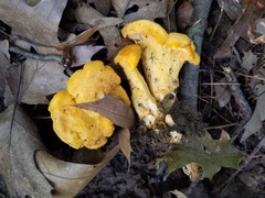 Cantharellus flavus