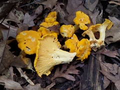 Cantharellus flavus