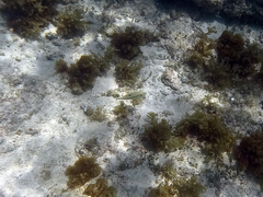 Canthigaster bennetti