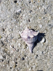 Sinistrofulgur sinistrum