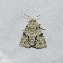 Acronicta psorallina