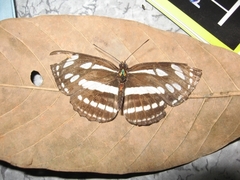 Neptis nata