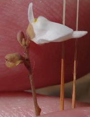 Utricularia caerulea