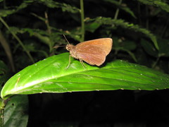 Ancistroides nigrita