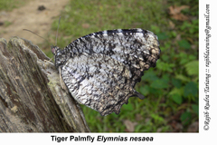 Elymnias nesaea