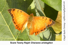 Charaxes marmax