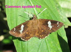 Coladenia indrani