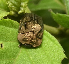 Chlamydocassis bicornuta