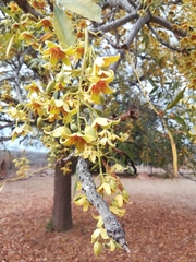 Sterculia murex