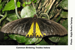 Troides
