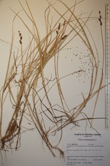 Carex mackenziei
