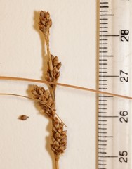 Carex mackenziei