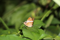Abisara neophron