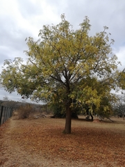 Sterculia murex