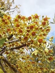 Sterculia murex