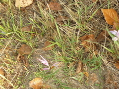 Colchicum autumnale