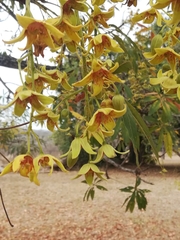 Sterculia murex