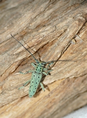 Saperda punctata