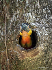 Ramphastos vitellinus ariel