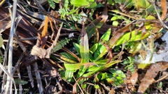 Falcaria vulgaris