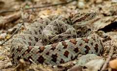 Sinaloan Long-Tailed Rattlesnake photo 1
