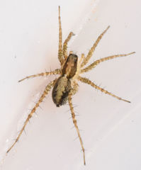 Pardosa delicatula