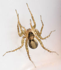 Pardosa delicatula