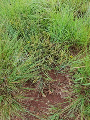 Hermannia lancifolia