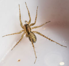 Pardosa delicatula